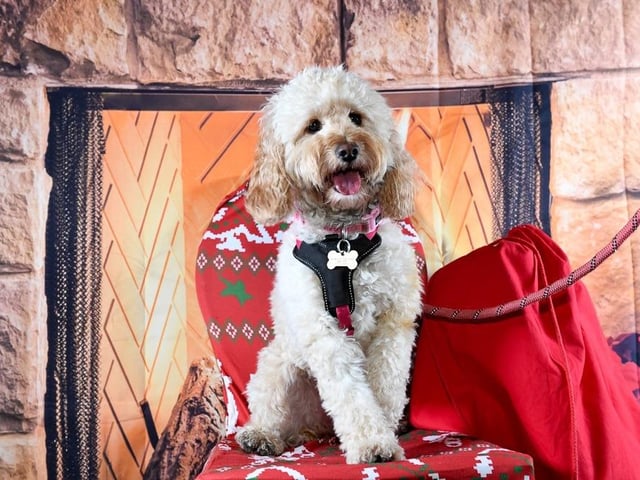 Paw-some! The The Pure & Pup Up Cafe team made it an event to remember for both dogs and their proud owners