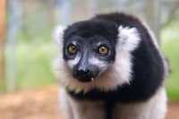 Woburn Safari Park hosts its ‘Madagas-scare’ Halloween charity weekend in aid of Impact Madagascar.