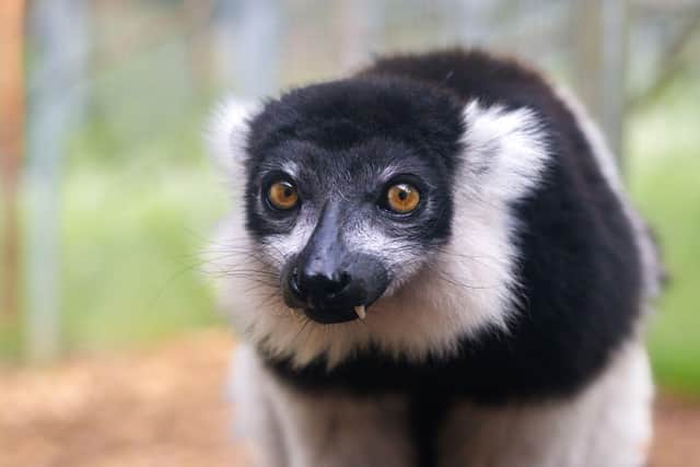 Woburn Safari Park hosts its ‘Madagas-scare’ Halloween charity weekend in aid of Impact Madagascar.