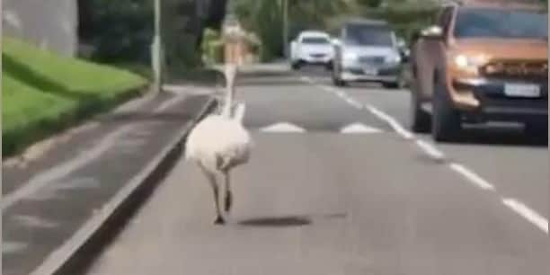 Runaway Rhea causes havoc in UK village.