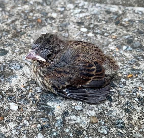 Seen a baby bird struggling on the ground in Milton Keynes? This is why ...