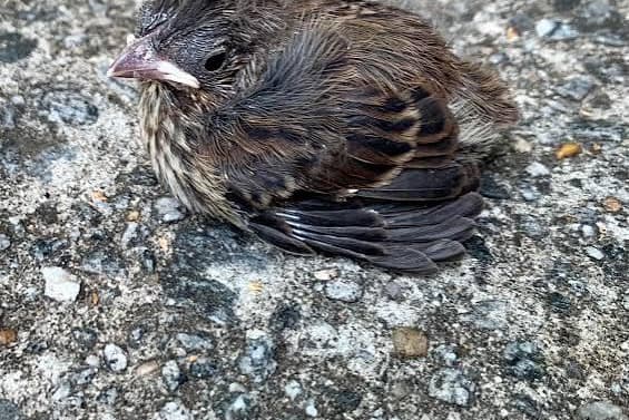Seen a baby bird struggling on the ground in Milton Keynes? This is why ...