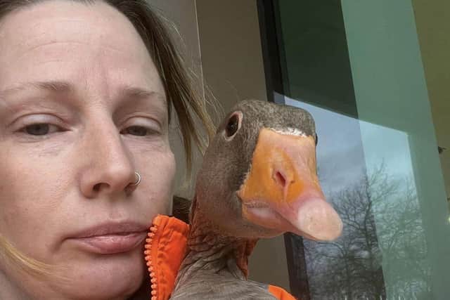 Allie Short pictured rescuing Bruce the goose from the streets of Milton Keynes city centre - again