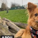 Join the pack: Buckinghamshire dog owners are being urged to walk 60 miles with their four-legged friends over the course of April to raise money for Stand Up To Cancer’s life-saving research. Sign up now at su2c.org.uk/walkies