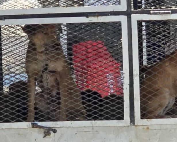 Dogs on a truck in Morocco - Animal News Agency