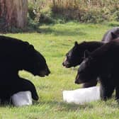 North American Black Bears playing with ice lollies 