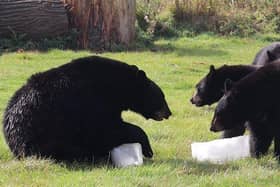 North American Black Bears playing with ice lollies 