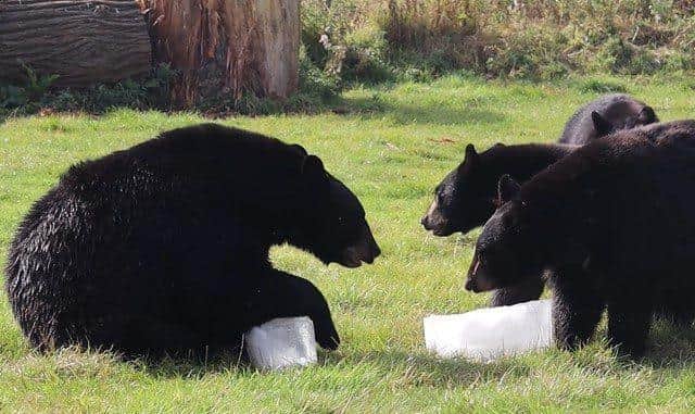 North American Black Bears playing with ice lollies