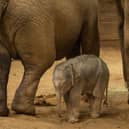 The calf has been named Anusorn, which means 'remembrance' in Thai (Picture: ZSL)