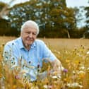 Sir David Attenborough says nature in the British Isles can be as dramatic and spectacular as anything else he’s seen across the world