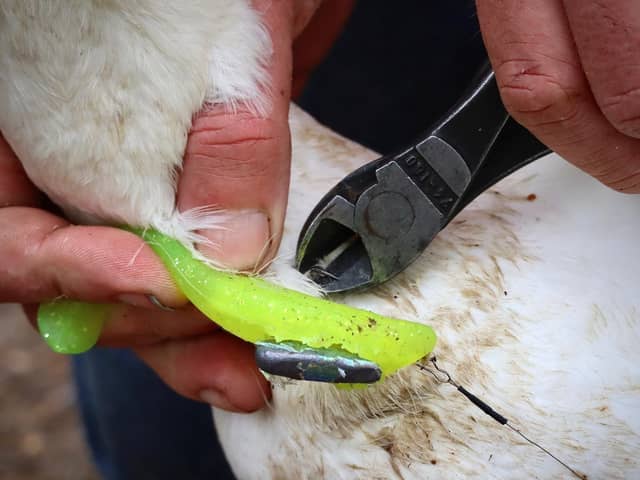 Dangerous fishing hook removed from swan neck.