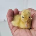 One of the tiny ducklings rescued from a drain on a Milton Keynes estate