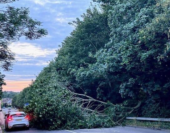 The tree fell on to Newport Road in New Bradwell