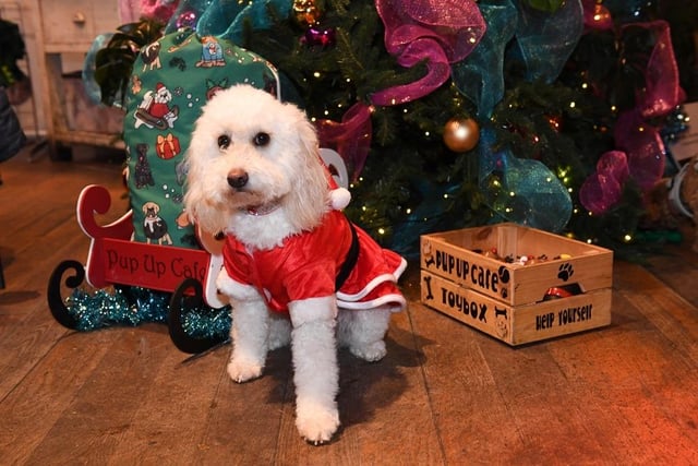 This gorgeous little pooch was proud to show off his Santa suit for our photo gallery