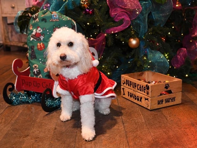 This gorgeous little pooch was proud to show off his Santa suit for our photo gallery