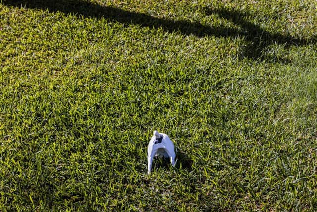 Soil could help your dog if they suffer from arthritis - Animal News Agency