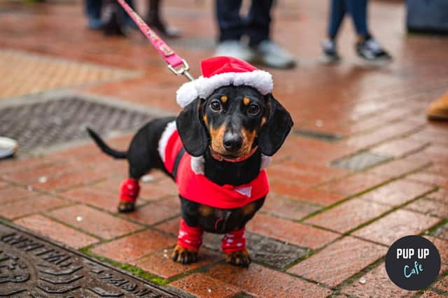 There's a special pup-up event for Dachshunds and their owners coming to Milton Keynes on November 24