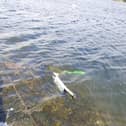 A Lime scooter in the water