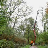 The Parks Trust is tackling the spread of Ash Diesback disease