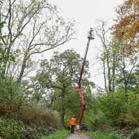 This is why large trees are being felled in Milton Keynes woodlands this week