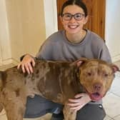 Hannah Graham with Hippo, an XL bully dog which she adopted in 2023 just days before the first change in legislation