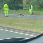 The highway workers made sure the geese were safe