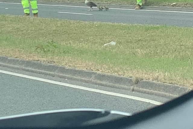 The highway workers made sure the geese were safe