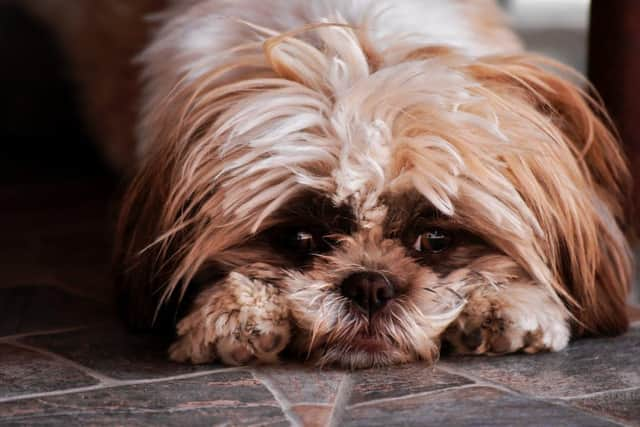 Rachel Bean is warning dog owners over fireworks displays 