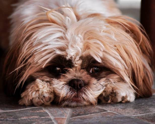 Rachel Bean is warning dog owners over fireworks displays 