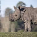 White Rhino Granville