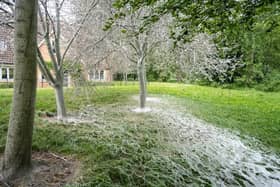 Caterpillar infected trees pictured at Ouzel Valley Park in Middleton