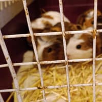 Milton Keynes RSPCA support rescue of more than 100 guinea pigs from ONE home