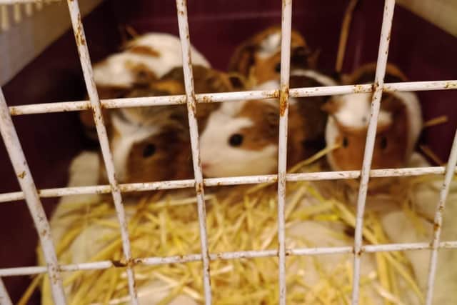 The RSPCA rescued more than 100 guinea pigs from one property which are to be adopted