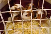The RSPCA rescued more than 100 guinea pigs from one property which are to be adopted