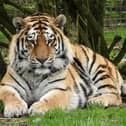 Dmitri. Image: Woburn Safari Park