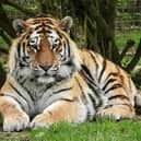 Dmitri. Image: Woburn Safari Park
