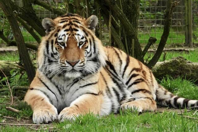 Dmitri. Image: Woburn Safari Park