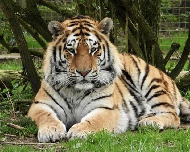 Dmitri. Image: Woburn Safari Park