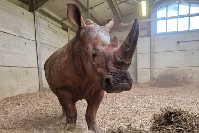 Azeeza, a 3 year old female
