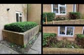 The hedge before and after council workers 'trimmed' it