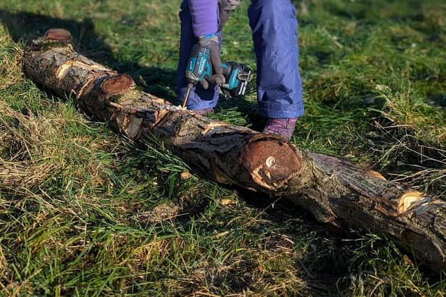 volunteers prepared the logs to be turned into snags
