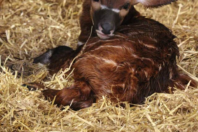 The arrival of Othaya’s calf