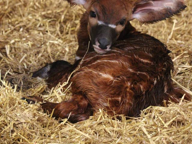 The arrival of Othaya’s calf