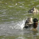 Environment Agency data shows sewage from storm overflows was flowing into water bodies in Milton Keynes for 2,113 hours in 2023, during 237 spills.