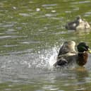 Environment Agency data shows sewage from storm overflows was flowing into water bodies in Milton Keynes for 2,113 hours in 2023, during 237 spills.