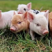 Kew Little Pigs has a litter of piglets due this week - Animal News Agency