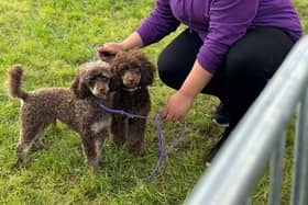 Shelina Duke is offering this advice to dog owners with a diva pup - Animal News Agency
