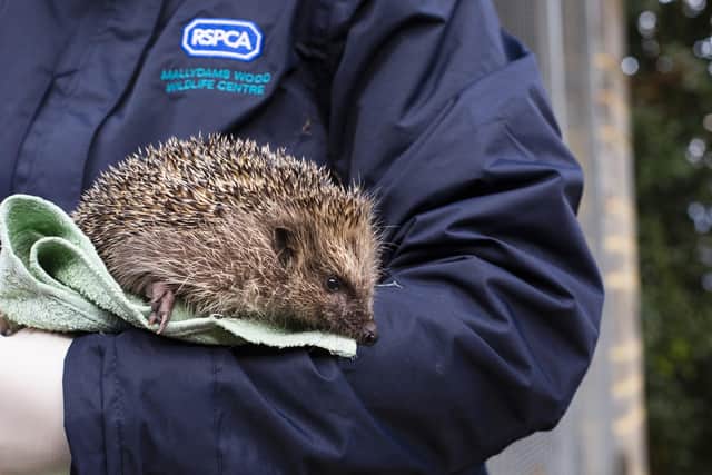 The RSPCA receives numerous calls ab out hedgehogs during the summer months