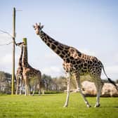 See the amazing giraffes up close and personal. Photo: Courtesy of Woburn Safari Park.