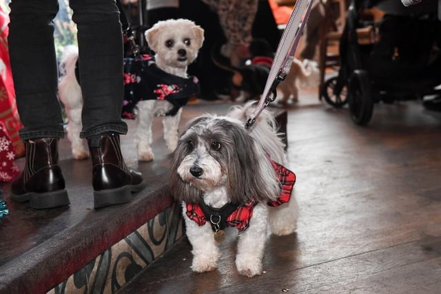 It was a case of 'paws for thought' as this model pooch took the lead in showing off his coat